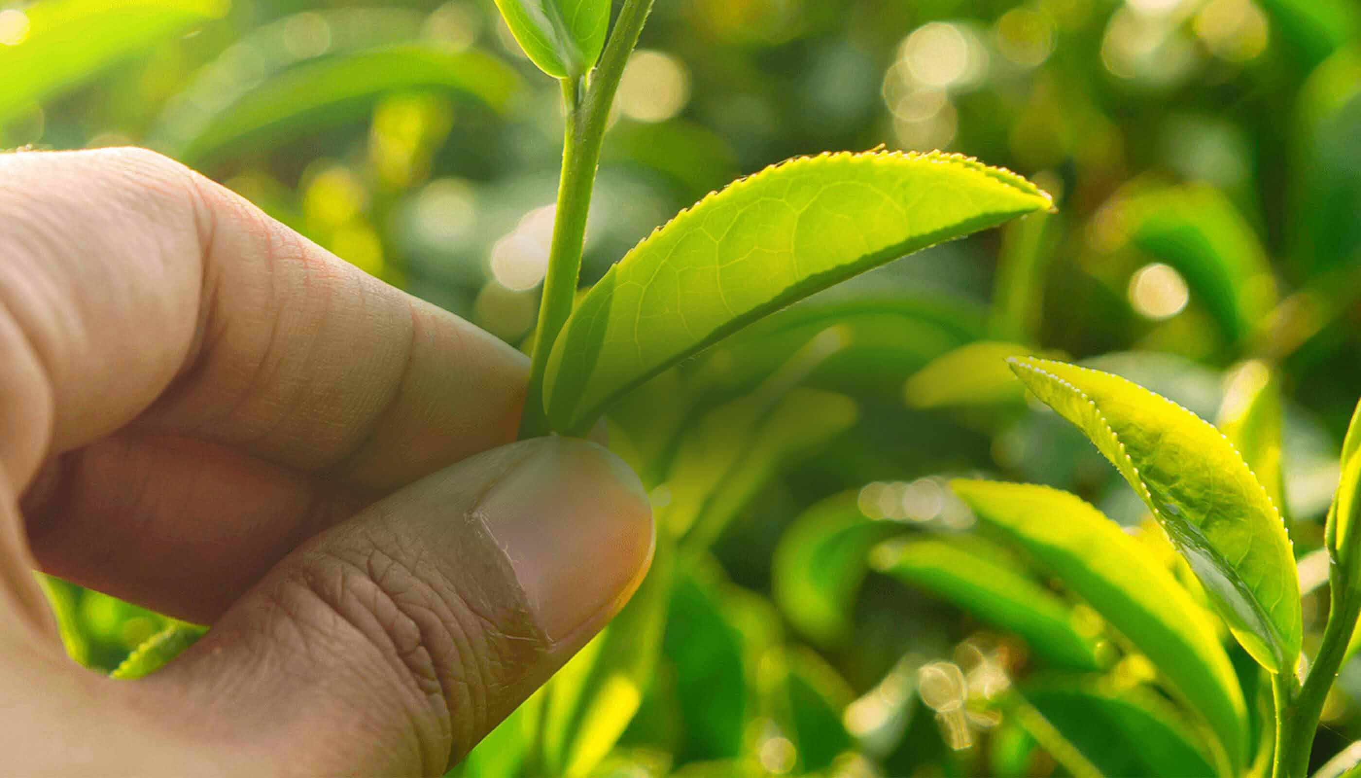 Acciones sustentables de Palmolive