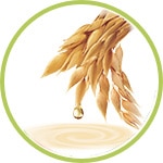 avena avena