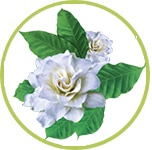gardenia gardenia