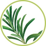 Romero, ingrediente natural Romero, ingrediente natural
