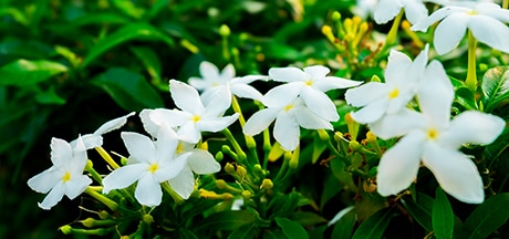 flores de jazmín